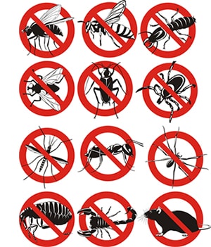 obtener un precio de una empresa de exterminio que puede fumigar los avispones de su hogar o negocio en New York y ayudarle a prevenir futuras infestaciones